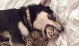 新瓜最新爆料猫小纯,揭秘娱乐圈背后的惊人真相